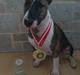 Bullterrier miniature Louie