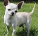 Chihuahua Prinz (Früsli)