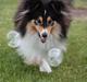 Shetland sheepdog Martedal Fritz