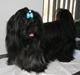 Shih tzu CHRIS KOBRA