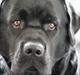 Labrador retriever Albert<3