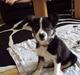 Border collie Krauholt Tzatziki (Nessie)