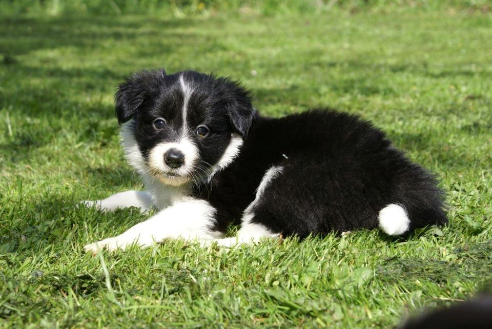 Border collie Staunsbjerg´s Olive "Chelsea" billede 1