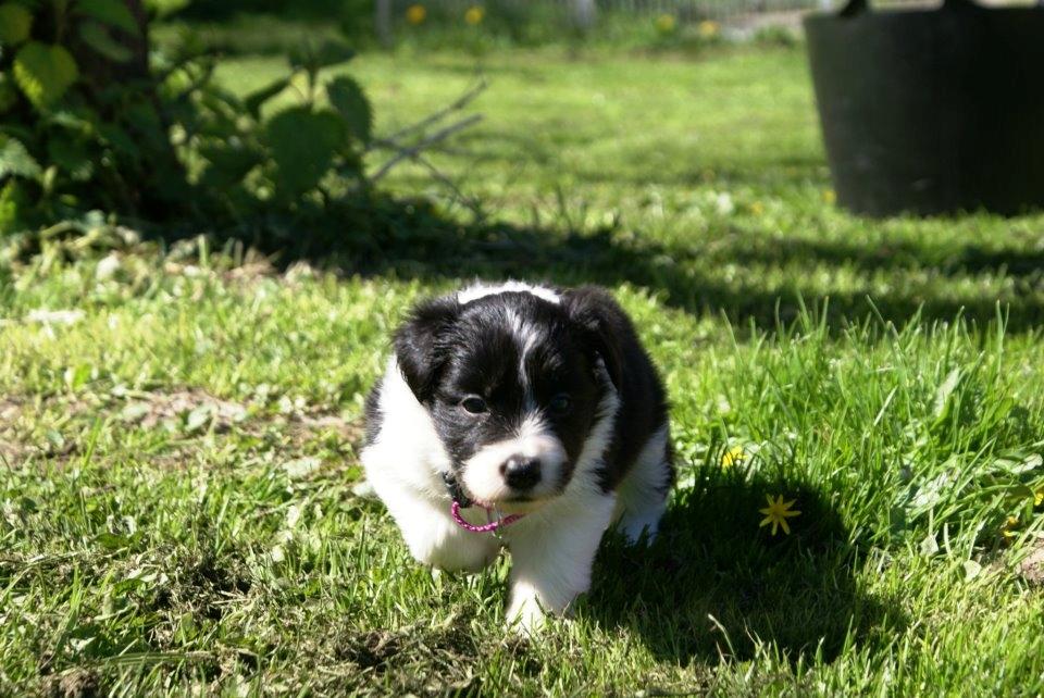 Border collie Staunsbjerg´s Olive "Chelsea" billede 2