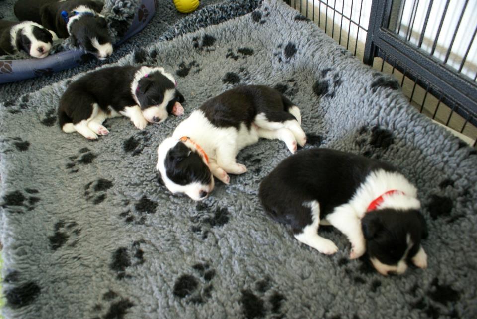 Border collie Staunsbjerg´s Olive "Chelsea" billede 3