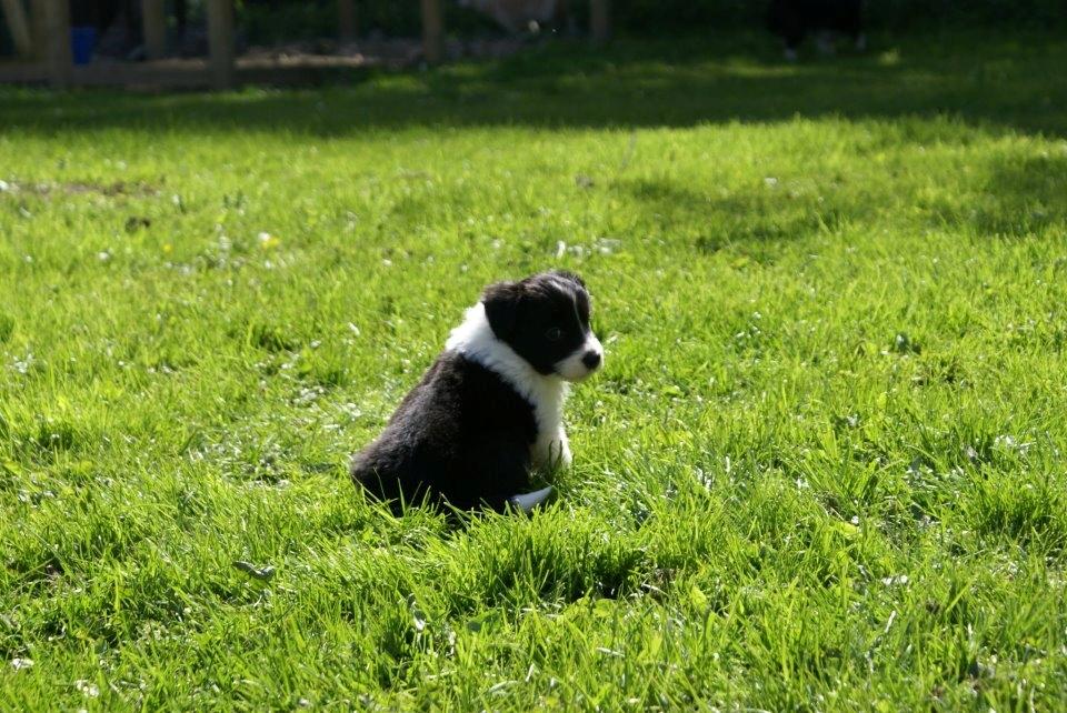 Border collie Staunsbjerg´s Olive "Chelsea" billede 4