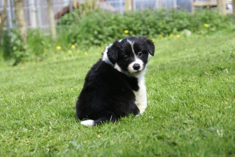 Border collie Staunsbjerg´s Olive "Chelsea" billede 5