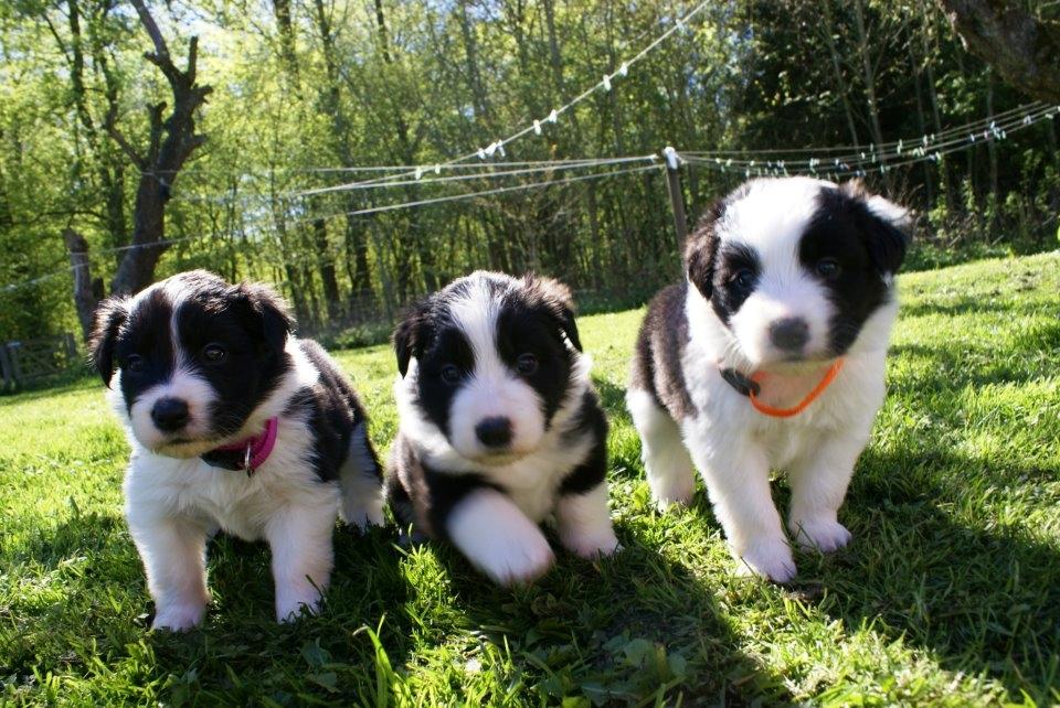 Border collie Staunsbjerg´s Olive "Chelsea" billede 6