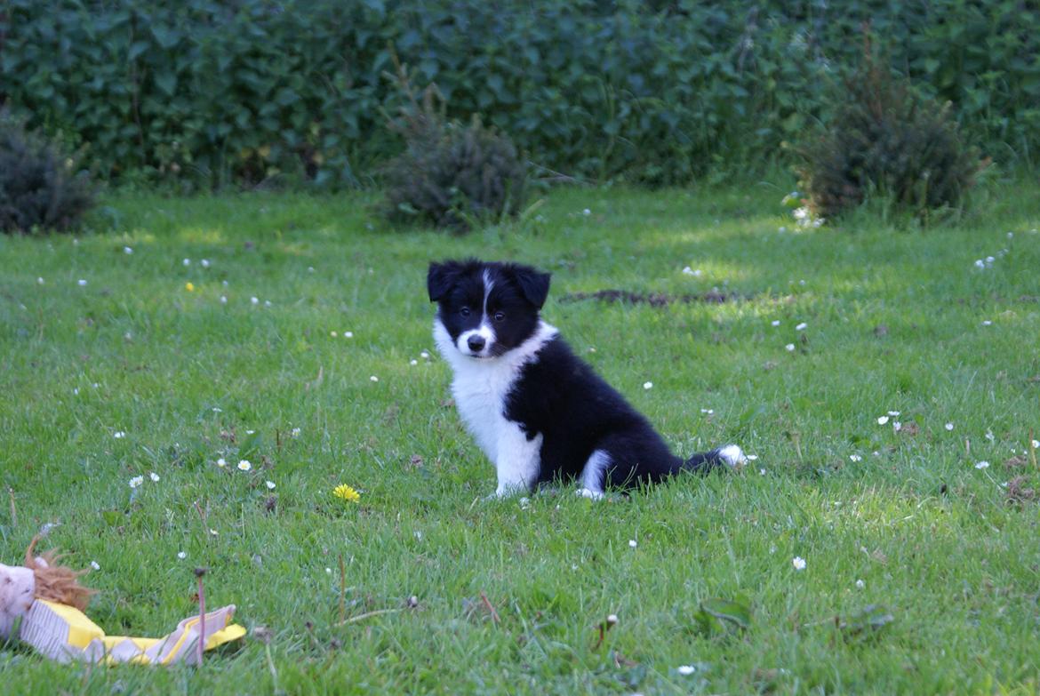 Border collie Staunsbjerg´s Olive "Chelsea" billede 7