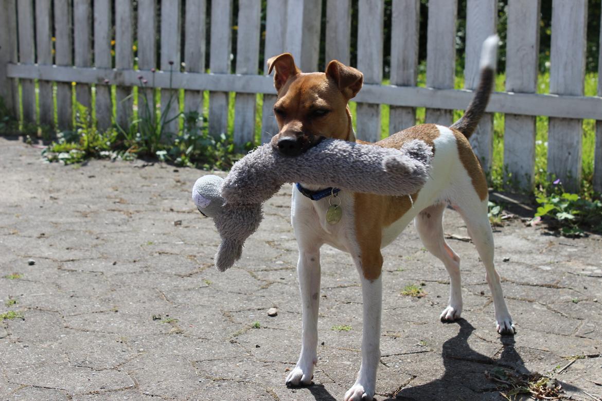 Dansk svensk gaardhund Viola - Viola viser stolt en af sine bamser frem :P billede 8