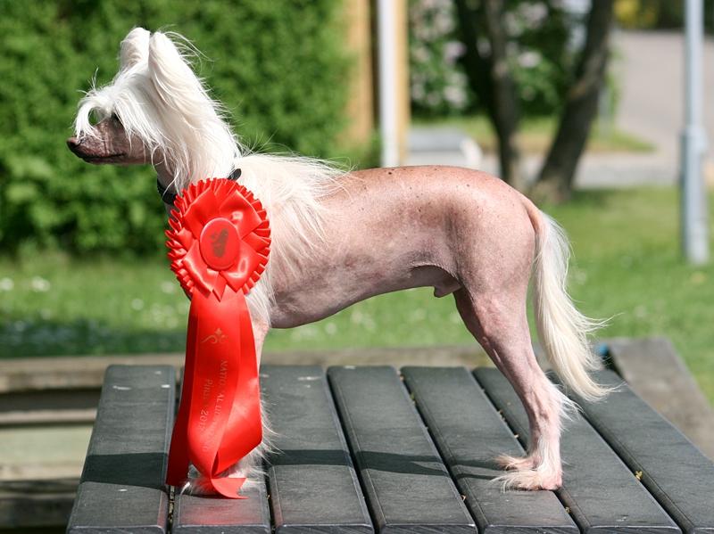 Chinese crested hårløs Silas - Silas var på udstilling i Pinsen og fik sin allerførste Excellent på en officiel udstilling. Det synes jeg var godt klaret af en kastreret hund, så jeg købte en kæmpe rosette til ham ;D billede 36