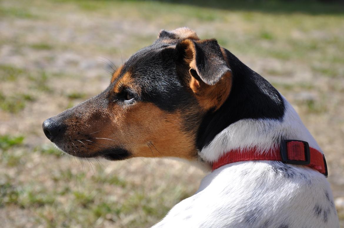 Dansk svensk gaardhund Björk<'3 - 1 # Velkommen<3 Foto: AFH 01.06.12 billede 1