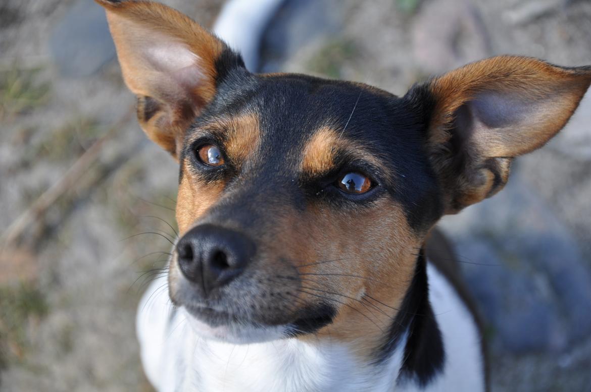 Dansk svensk gaardhund Björk<'3 - 18 # "Og hvad skal vi så nu??" Foto: AFH 01.06.12 billede 18