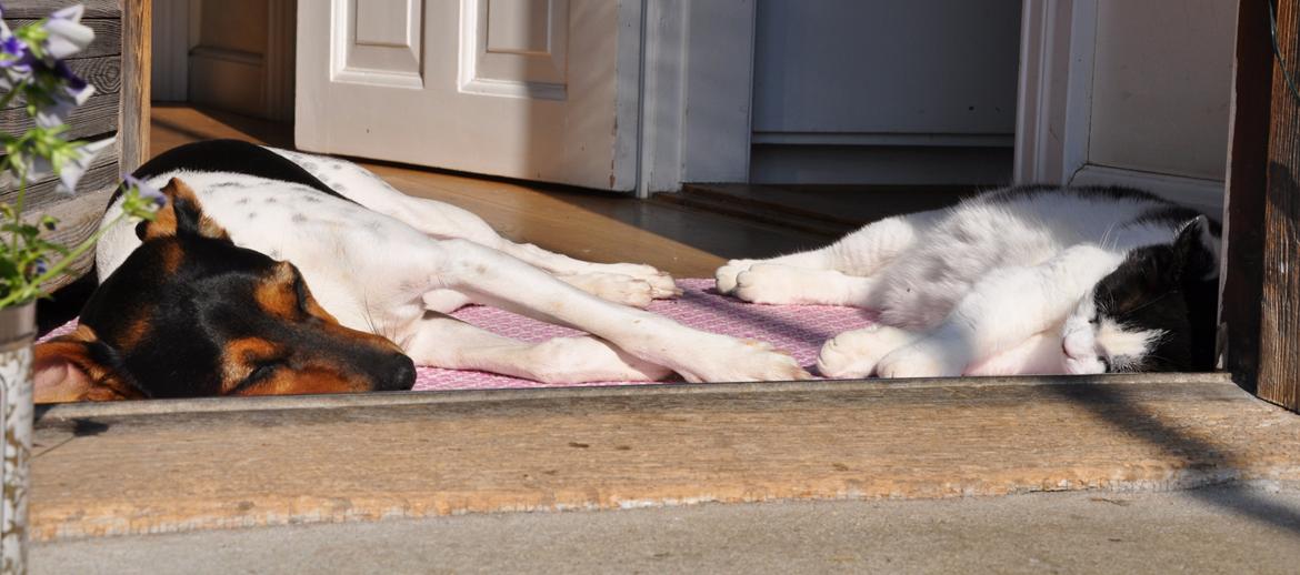 Dansk svensk gaardhund Björk<'3 - 15 # Chiller med katten:) Foto: AFH 26.05.12 billede 15