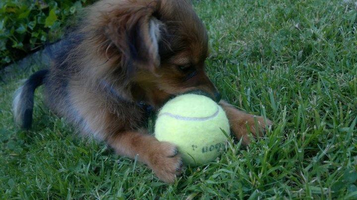 Pomeranian Smiley - Hygger sig lige i haven :) billede 1