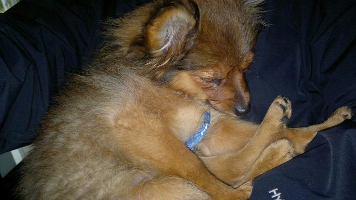 Pomeranian Smiley - Træt lille hund billede 2