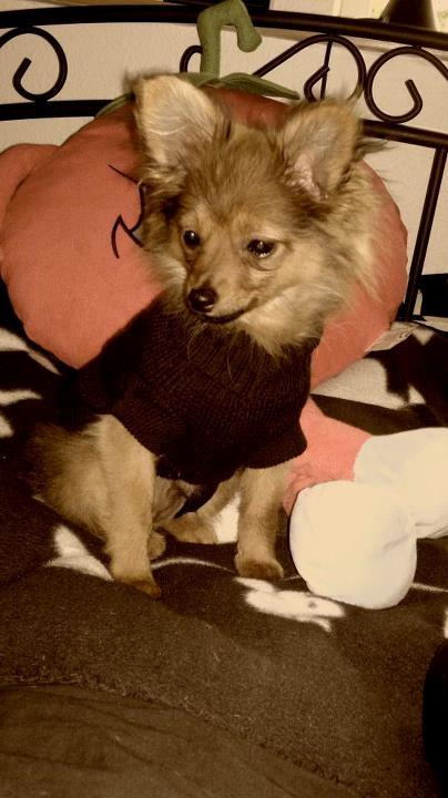 Pomeranian Smiley - SÅ FIN! billede 3