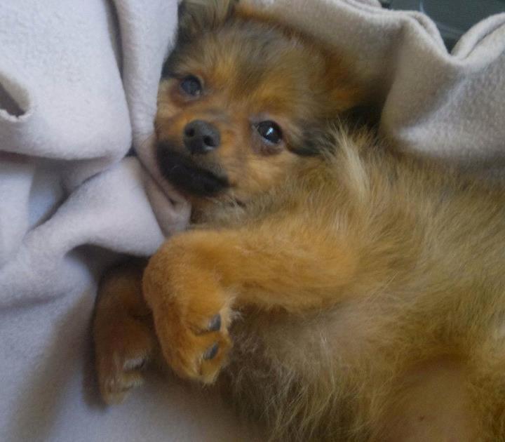 Pomeranian Smiley - Så sød! billede 4