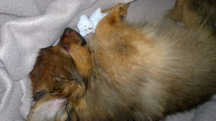 Pomeranian Smiley - Træt igen igen :) billede 5