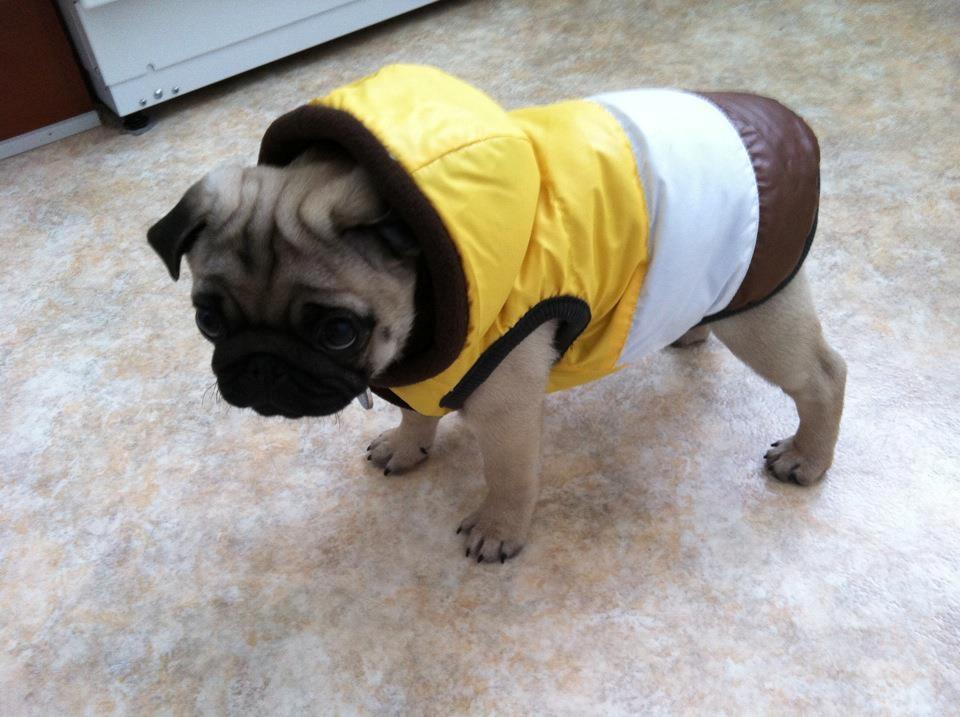 Mops Muffin billede 21