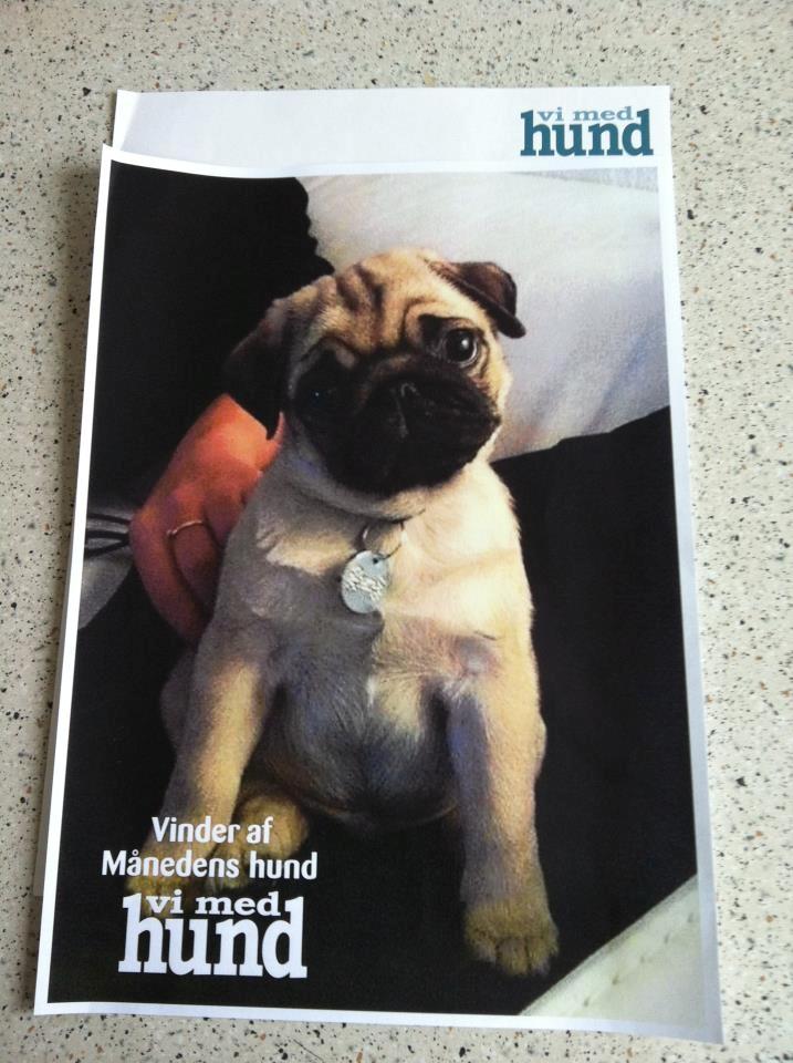 Mops Muffin billede 20