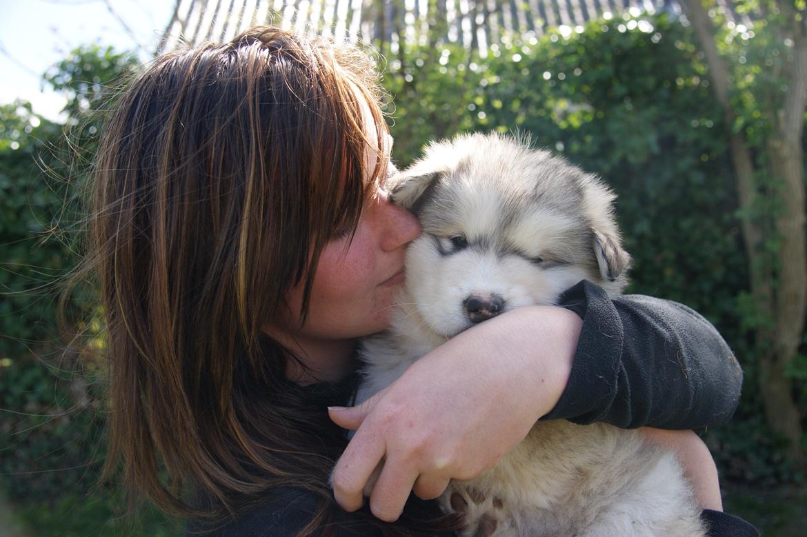 Alaskan malamute Foxie - Ugen før vi hentede hende :) billede 1