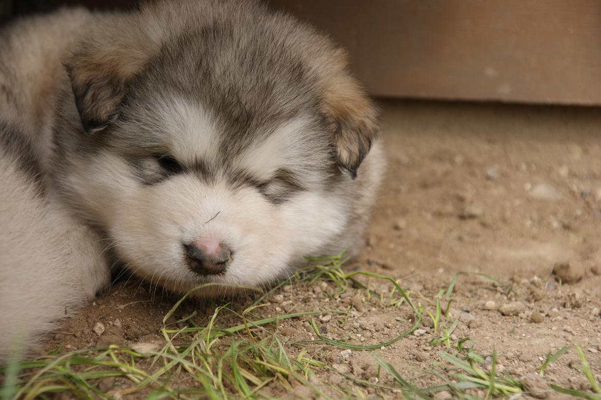 Alaskan malamute Foxie billede 2