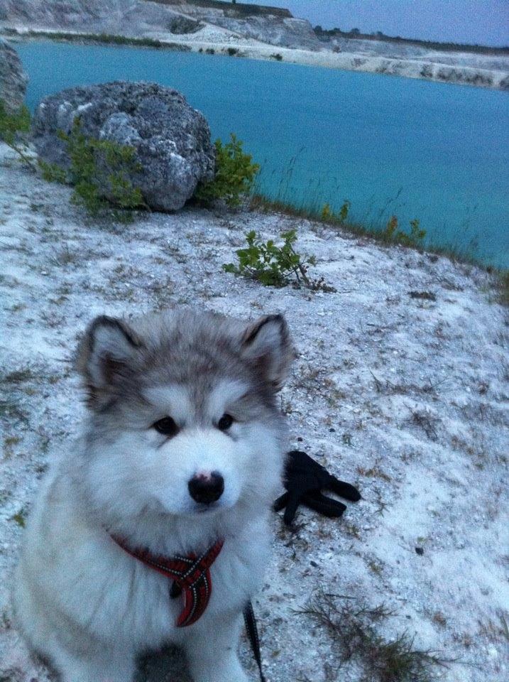 Alaskan malamute Foxie - En aftentur ved Faxe kalkbrud billede 3