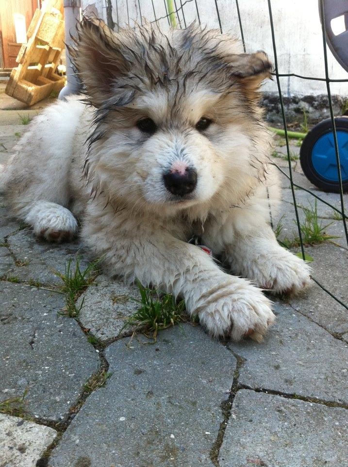 Alaskan malamute Foxie - Leget med haveslangen på en meget varm dag i Maj billede 4