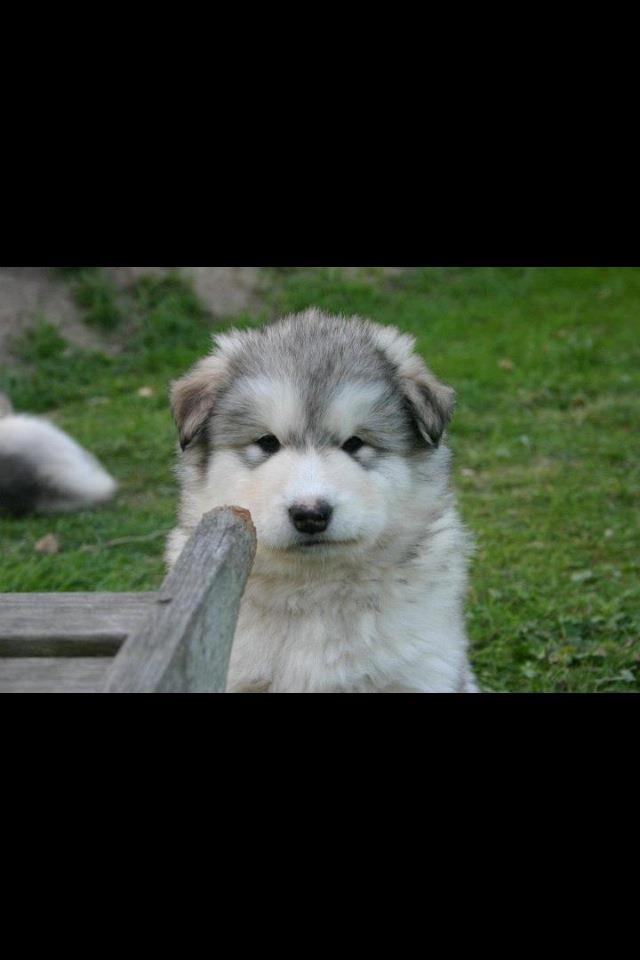 Alaskan malamute Foxie billede 5