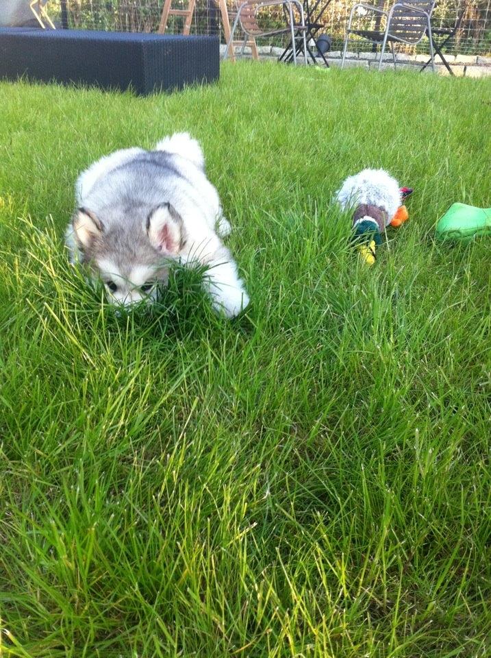 Alaskan malamute Foxie billede 6