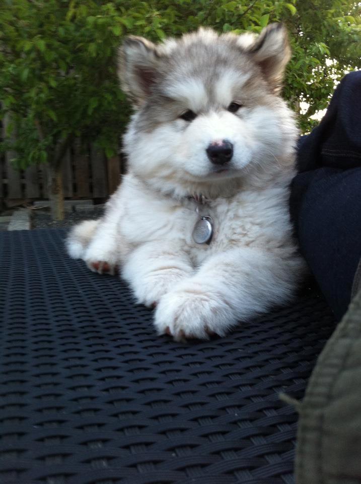 Alaskan malamute Foxie billede 7