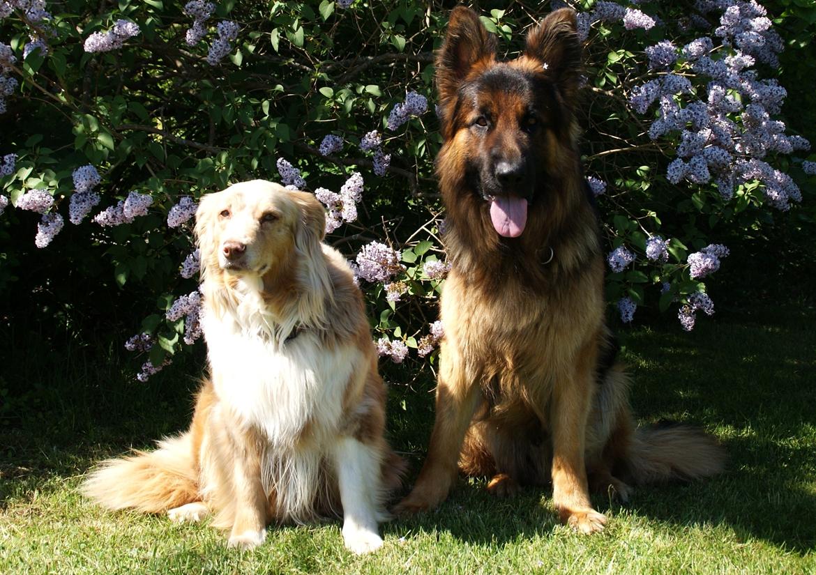 Australian shepherd Gry billede 19