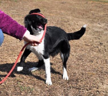 Blanding af racer Late billede 2