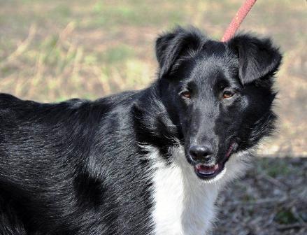 Blanding af racer Late billede 3