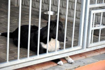 Blanding af racer Late billede 4