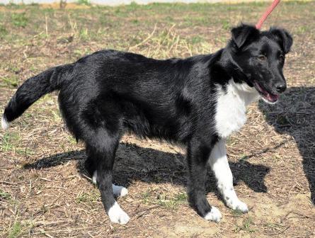 Blanding af racer Late billede 5