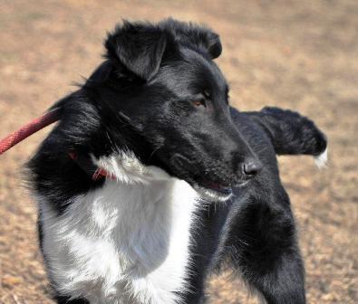 Blanding af racer Late billede 6