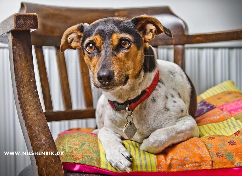 Dansk svensk gaardhund Björk<'3 - 14 # Fotomodel for Nils Henrik:) Foto: www.nilshenrik.dk 30.05.12 billede 14