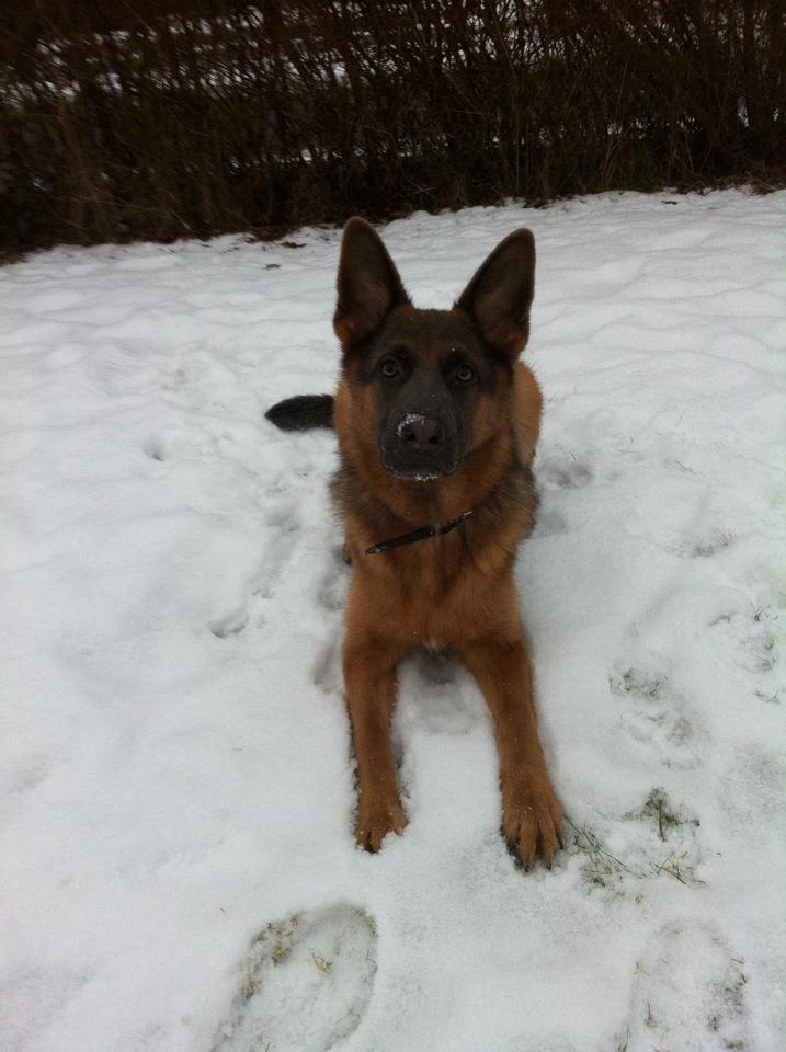 Schæferhund Fie - Fie's første tur i sne'en billede 5