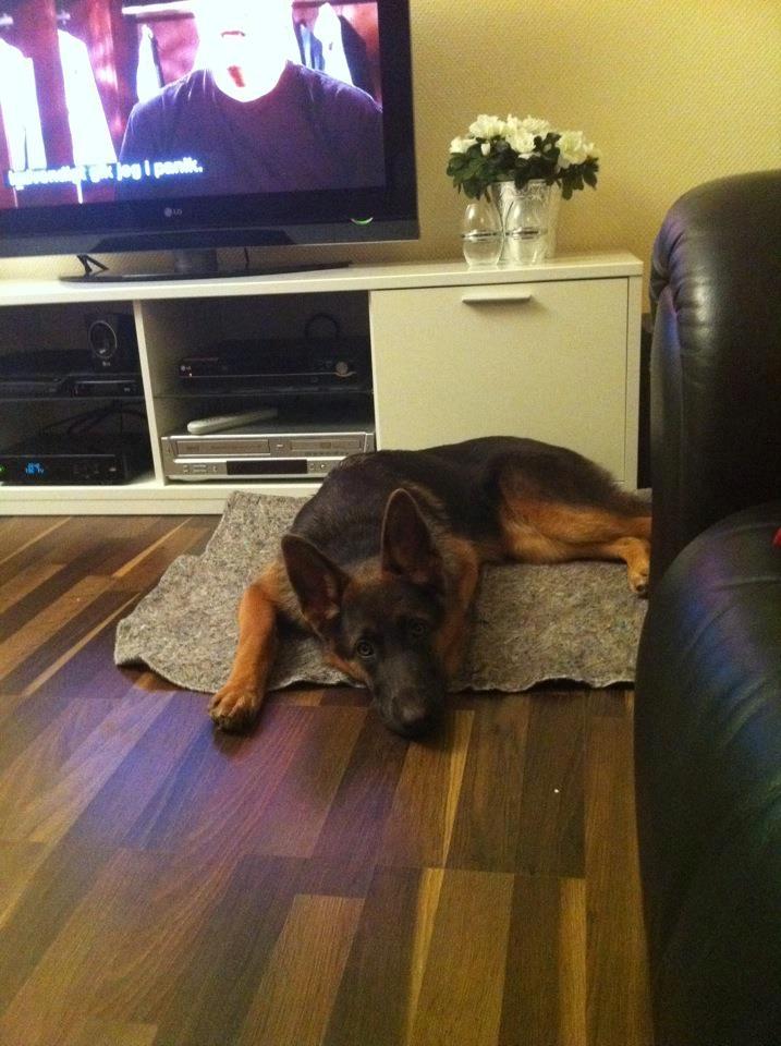 Schæferhund Fie - En træt Fie, den dag vi havde fået hende billede 6