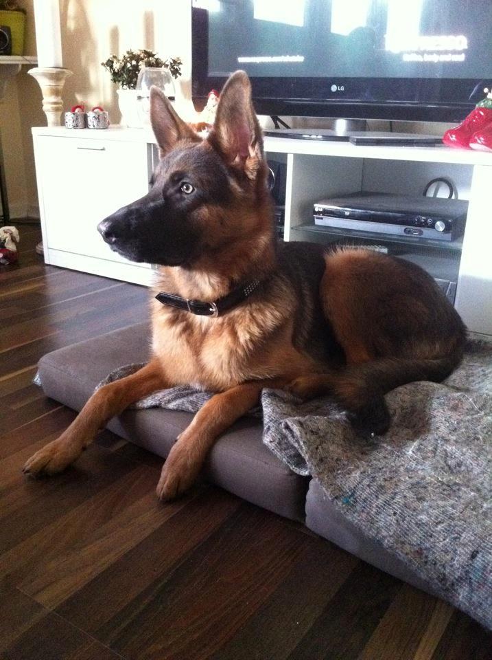 Schæferhund Fie - Min smukke pige billede 3