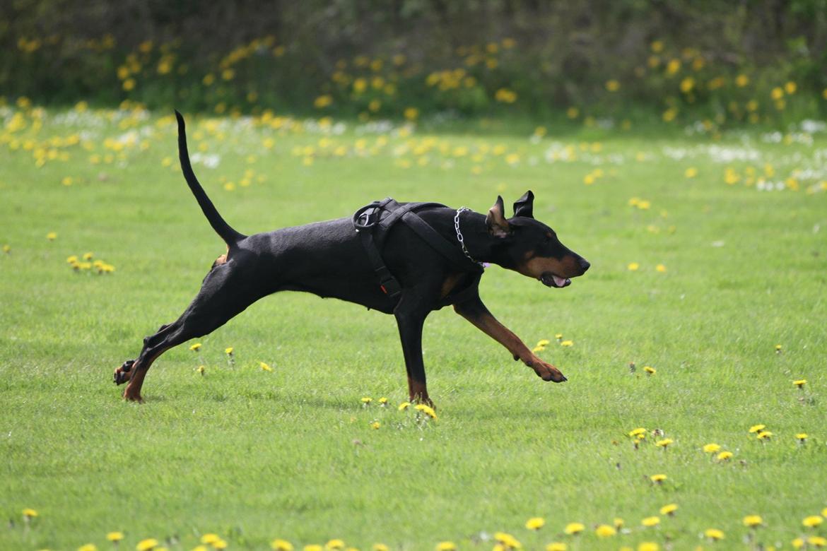 Dobermann GOF Fearless Fiona billede 1