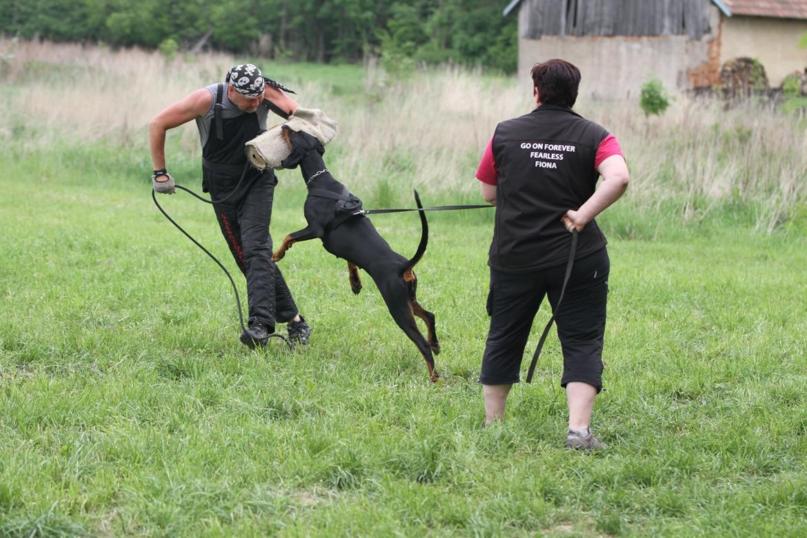 Dobermann GOF Fearless Fiona billede 3