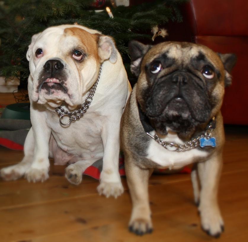 Fransk bulldog R.I.P. Balou 2013 - 3 år billede 13