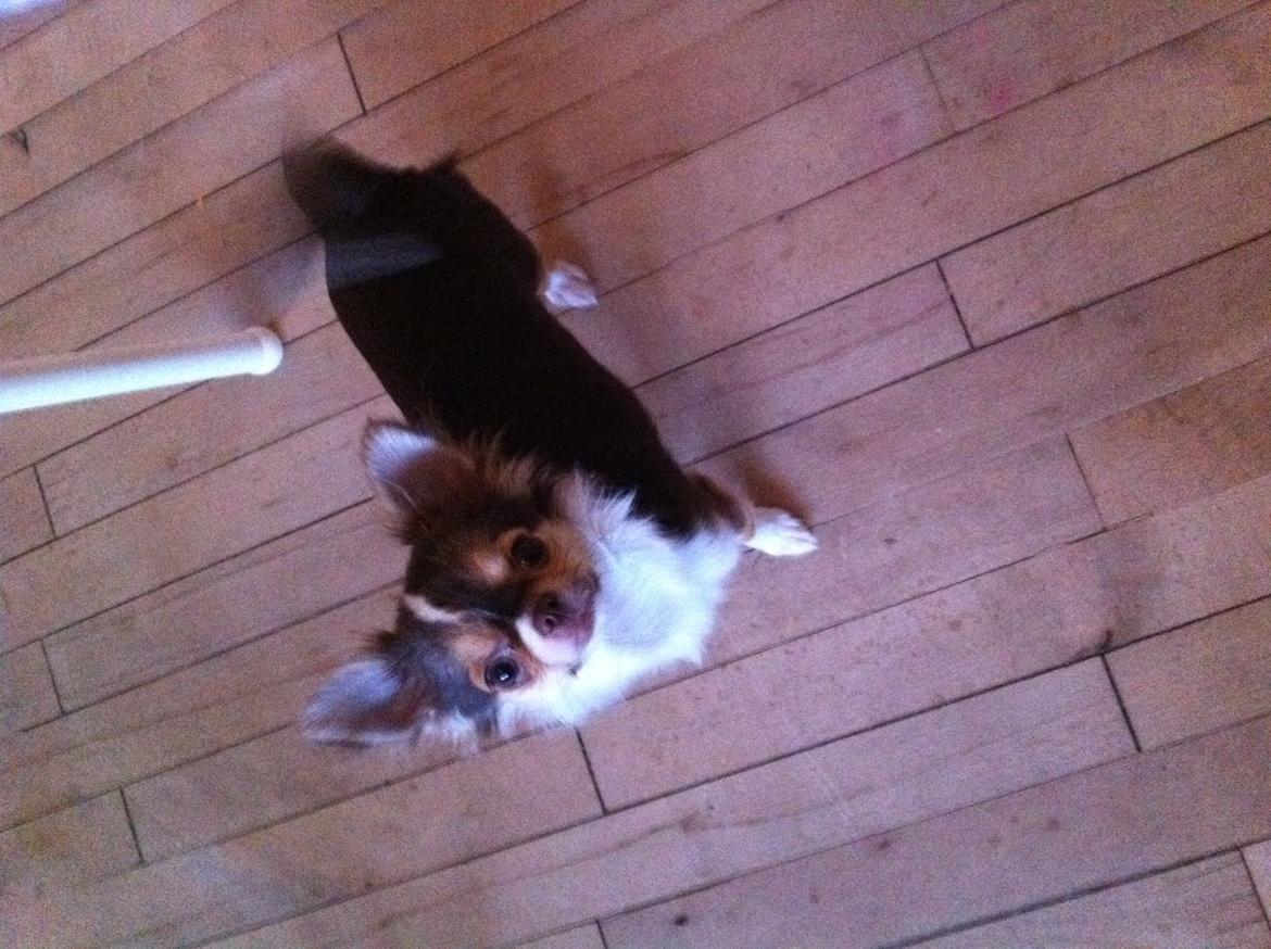 Chihuahua Gaja - Gaja 6 mdr. billede 11