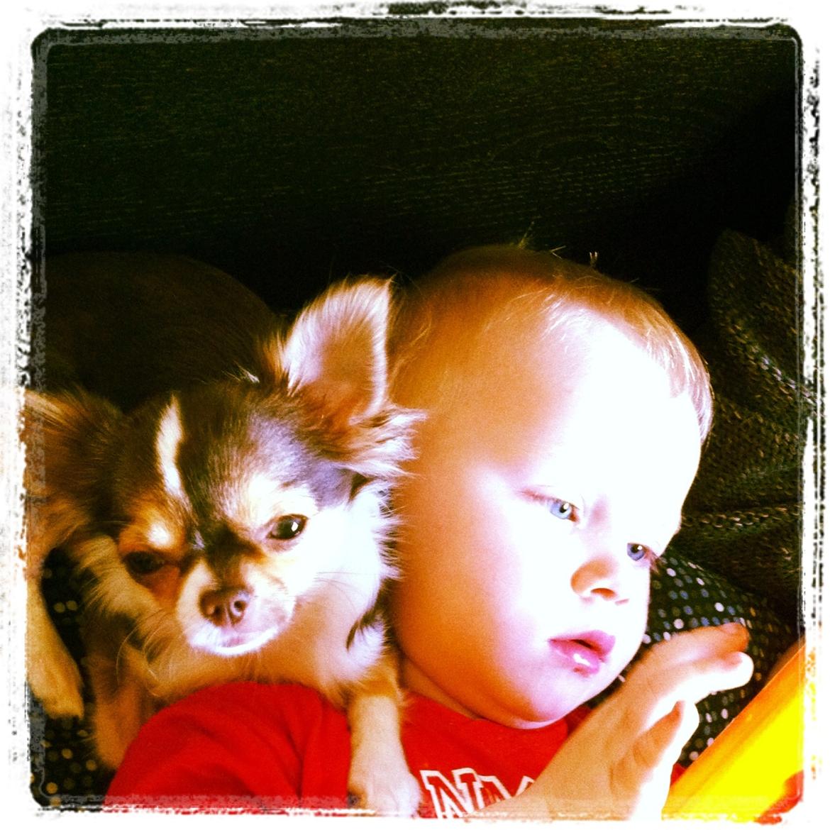 Chihuahua Gaja - Gaja og "storebror" Lukaz. <3 billede 12