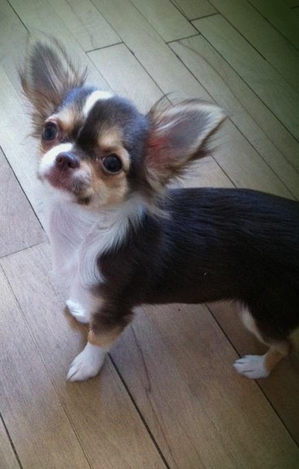 Chihuahua Gaja billede 13