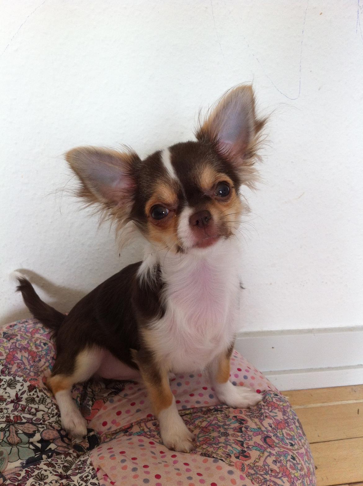 Chihuahua Gaja - Gaja 5½ måned. billede 14