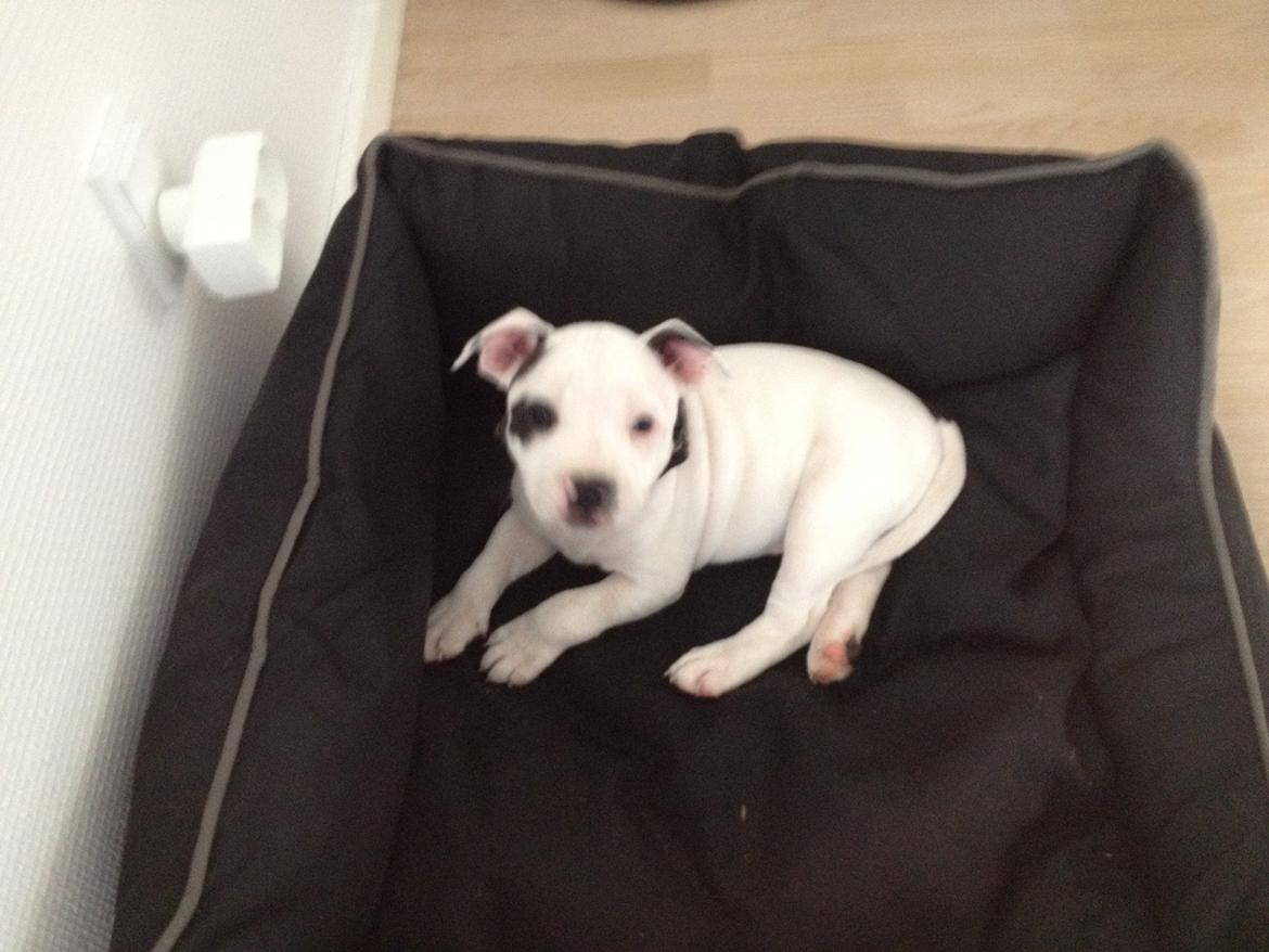 Staffordshire bull terrier Oskar billede 3